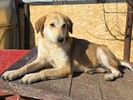 Laika - verschmust und neugierig - Westerholt