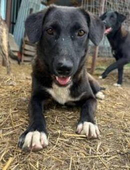 Mona ist ein neugieriges Hundekind 🐾 - Elsdorf (Nordrhein-Westfalen)