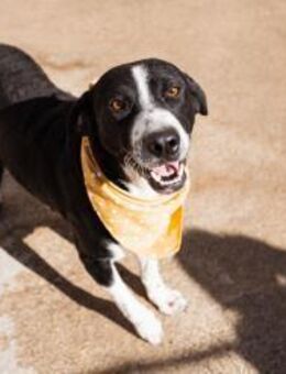 Rüdenbub ♥Vince♥ unser kleiner Prinz ♥ - Hamburg