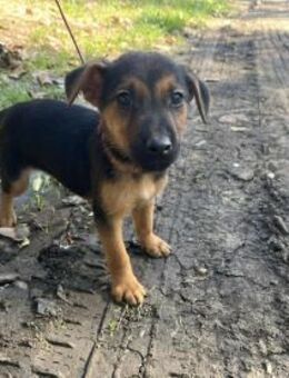 Der liebe Pedro sucht ein Zuhause ! - Dortmund