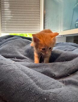 Süße babykatzen - Hechingen
