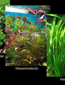 Ind. Wasserwedel, Knöterich, Wasserschraube, Wasserpflanze, ab 2€ - Mechernich