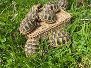 Griechische Landschildkröten, 1jährig, sehr zahm, lebhaft und gesund,mitCites - Inning (Ammersee)