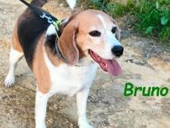 Bruno7 ein Beagle zum verlieben 8/15 ESP - Ruppertsecken