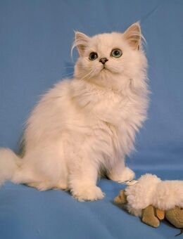 Zuckersüße BLH Kitten, black silver shaded point - Fürstenfeldbruck