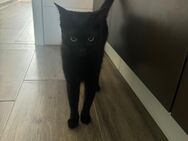 Schwarze Katze - Immendingen