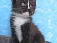 Maine Coon Kitten - Hof