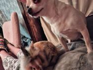 Verkaufe süße Chihuahua Hündin - Bützow