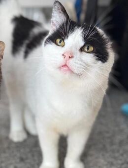 Batman Charmanter Kater mit Charakter! - München