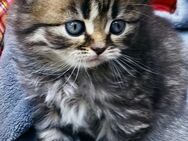 BKH Kitten Mädchen Britisch Kurzhaar Katze reinrassig - Groß Umstadt
