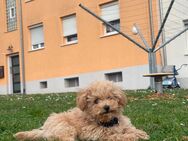 Welpe Maltipoo 6Mon. Alt - Heilbronn