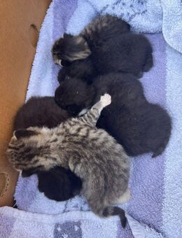 Kätzchen in verantwortungsvolle Hände abzugeben - Oldenburg