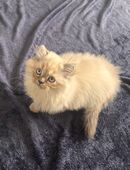 ✨ Wunderschöne, besondere BKH-Kitten suchen ein liebevolles Zuhause ✨ in 89075