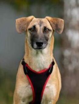 Fröhliche Lika sucht ihre Familie - Duisburg