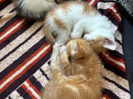 süße babykatzen - Marpingen
