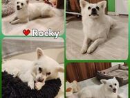 Rocky, sehr lieber und verspielter Rüde - Remagen