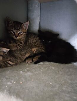 mehrere kleine Katzen in liebevolle Hände abzugeben - Ilmenau