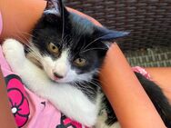 Kitten, baby Katze sucht eine neue Familie - Inden