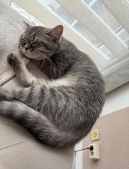 Bkh kitten - Hamburg Bergedorf
