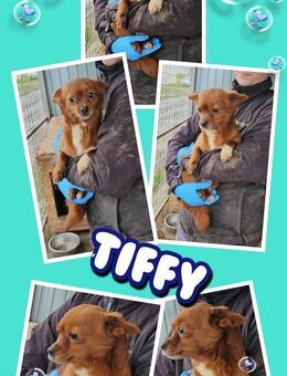 Minimaus Tiffy- bald auf Pflegestelle! - Nürnberg