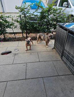 Französische Bulldogge (Merle) – Sucht ein liebevolles Zuhause - Nürnberg