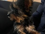 Reinrassige Yorkshire terrier Welpen