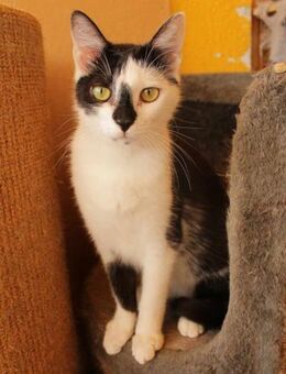 Lieber Tommy (Felv pos.) - Margetshöchheim