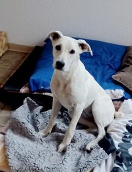 Arya genießt jede Streicheleinheit - Berlin