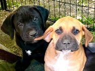 Deutsche Dogge/Bordeauxdogge Mischlinge Welpen - Bleicherode