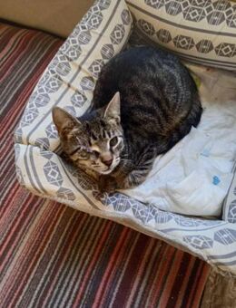 🩵Mikesch🩵sucht sein Zuhause - Freilassing