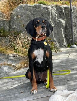 Jack sucht ein Zuhause - Arnsberg