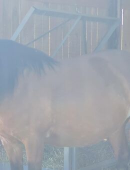 Reitpferd/Schulpferd - Raguhn-Jeßnitz