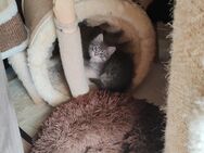 Maine Coon Ragdoll Mix - Altenburg
