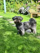 Shih Tzu Welpen in 12679