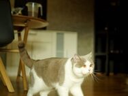 Britisch Kurzhaar Deckkater Lilac-White BKH - Osterode (Harz)