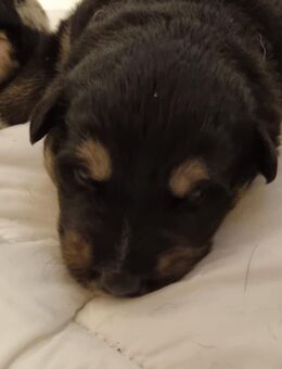 Alaskan Huky Bordercollie Rüde - Bremen