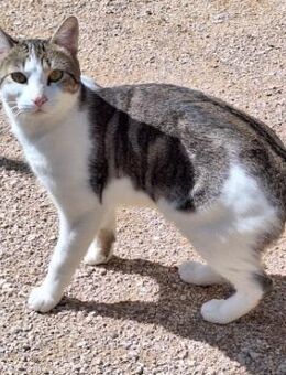 Junger, sozialer Kater Zorro - Karlsruhe