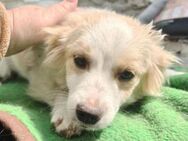 TASHA, kleines Hundekind sucht Zuhause - Hof