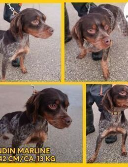 Marline Bretonen Mischling Hündin jung - Margetshöchheim