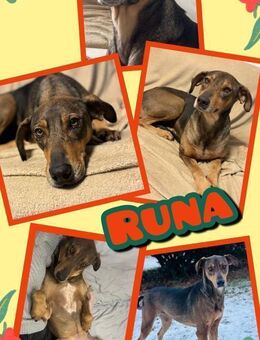 Runa- sanfte Seele! - Nürnberg