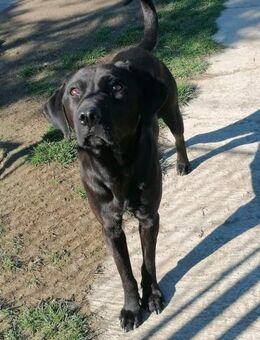 JAMILA - geb. ca. 06/2021 - 45cm/12kg - Schönaich