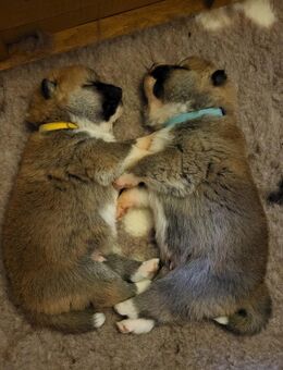 Akita Inu Welpen - Berlin Mitte