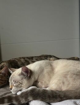 Bengal-Siam Brüder zu verkaufen - Ludwigsburg