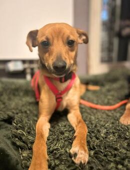 Ivan - aufgeschlossen bei Fremden - Löwenberger Land