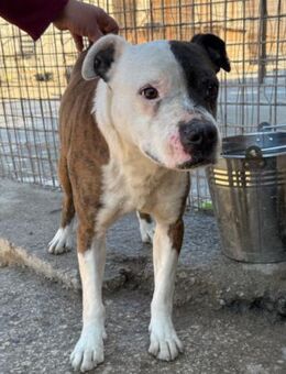 Momo 💗 loyal, verschmust sucht Zuhause! - Hamburg
