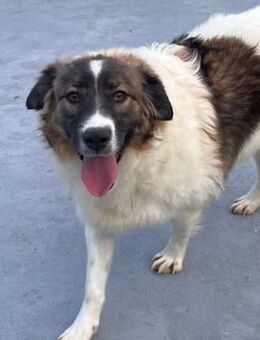 ❤️Wer kann Ethan helfen?🆘 - Eislingen (Fils)