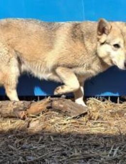 Aphrodite - München