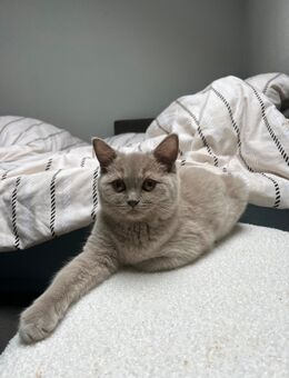 Britisch Kurzhaar Kätzchen – Mädchen, geboren am 26. Juli 2025, in liebevolle Hände ❤️ - Verl