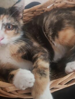Super süsse Kätzchen, Kitten, Katzenkinder sehr lieb - Bernburg (Saale)