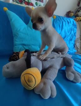 Chihuahua-Welpe (weiblich) zu verkaufen - Nürnberg